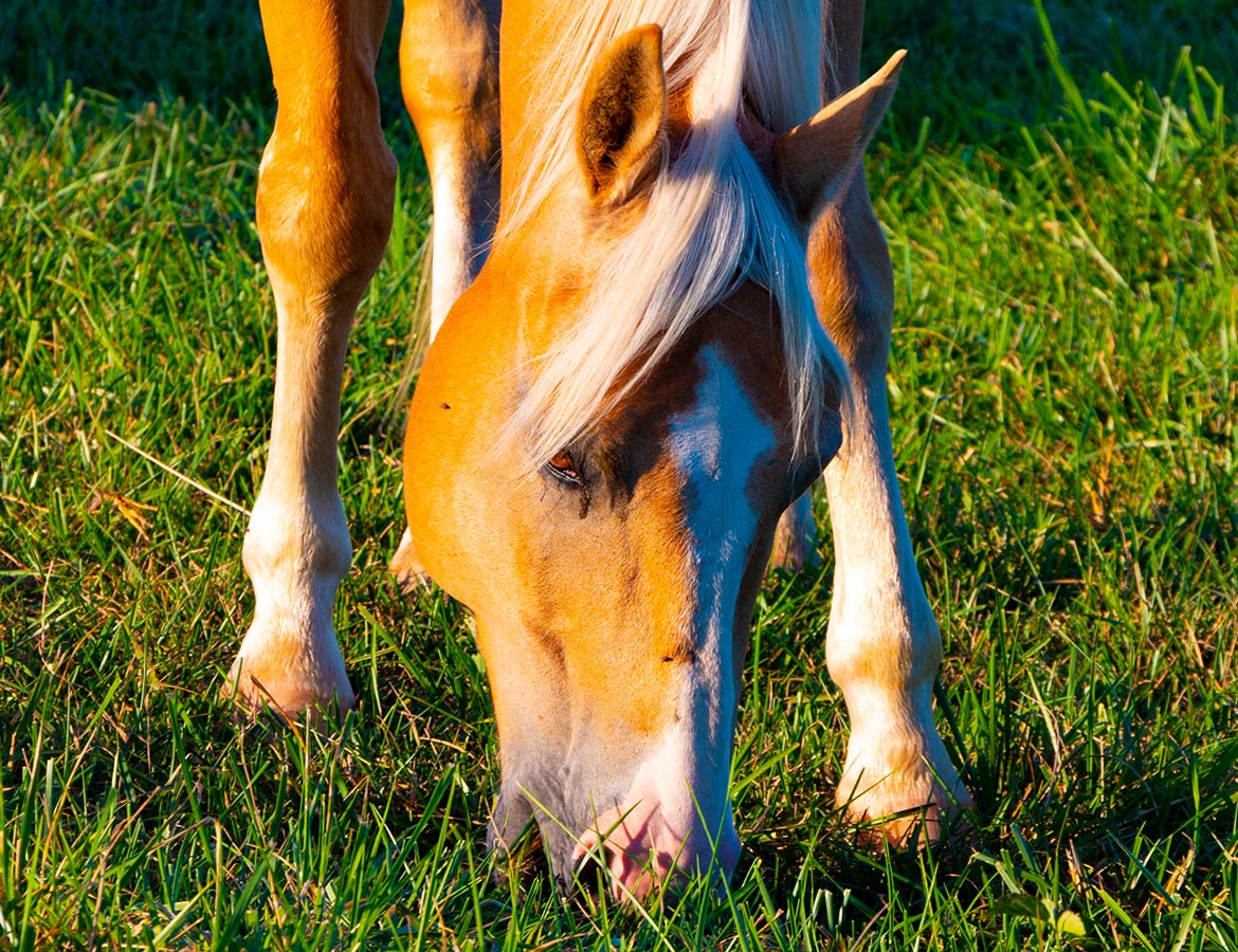 Close up of horse grazing