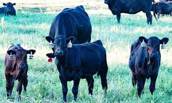 Cow with calves in field