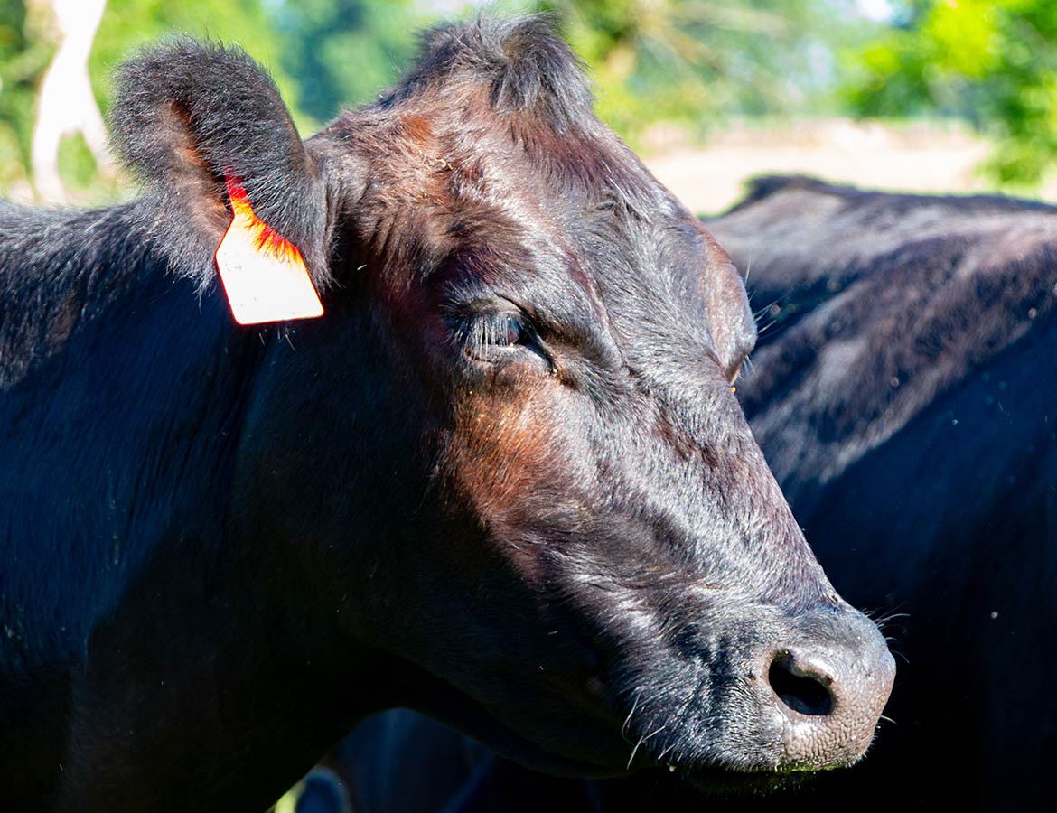 Cows head close up