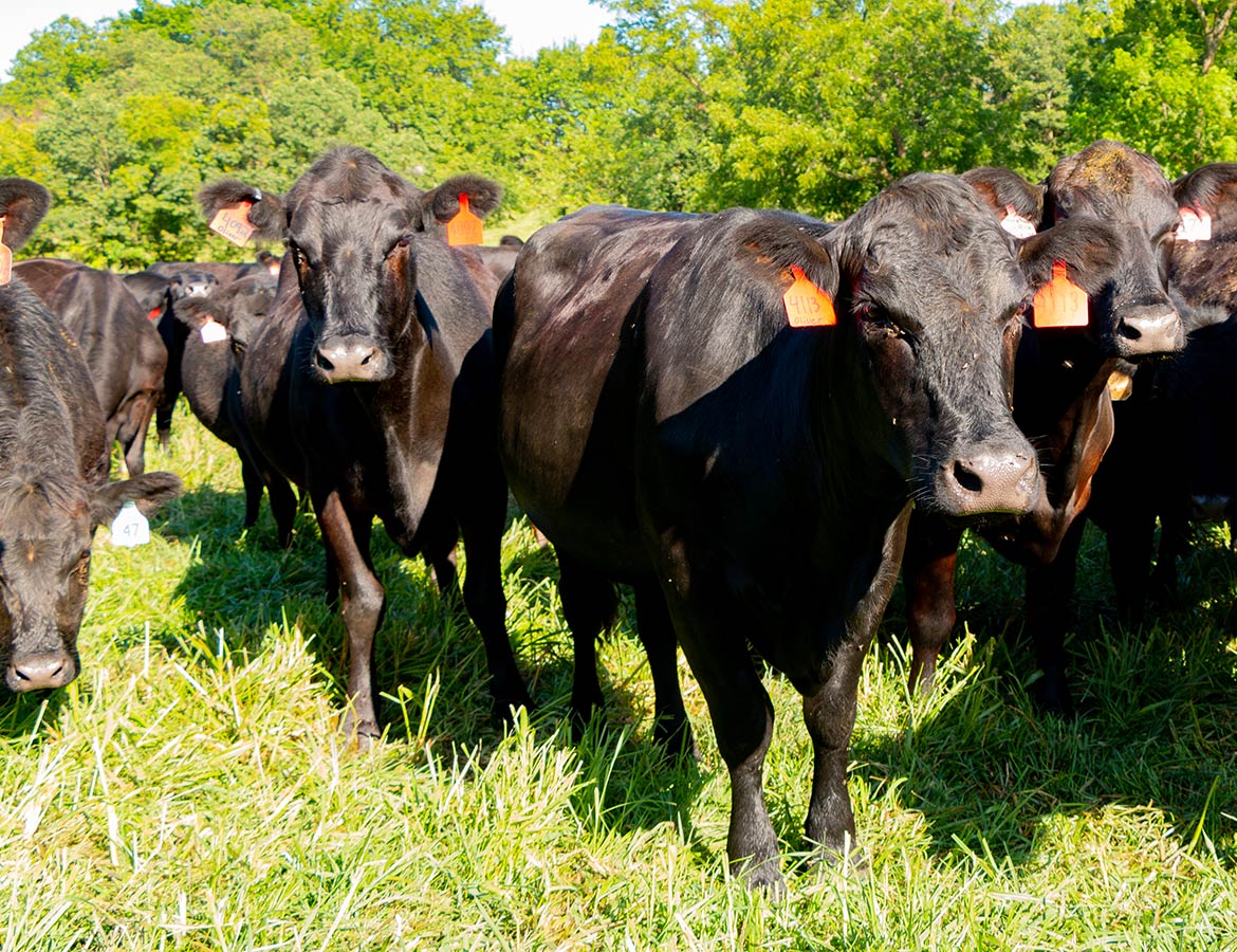 Cows in field close up