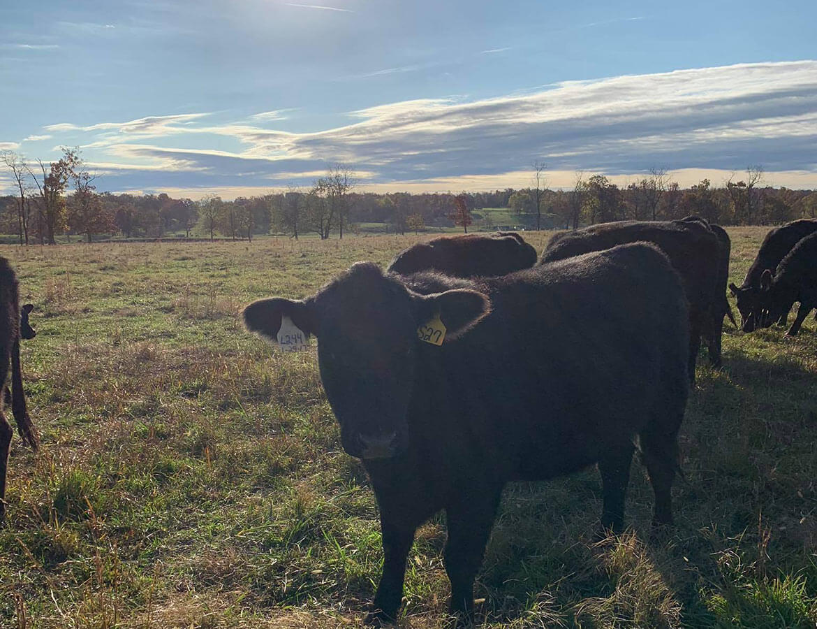 Cows Sunset
