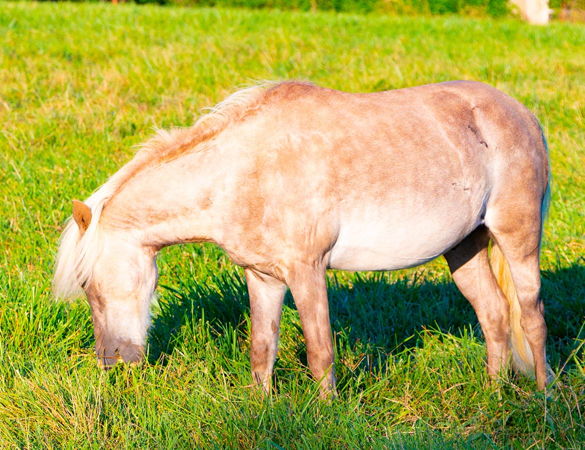 Horse grazing in field