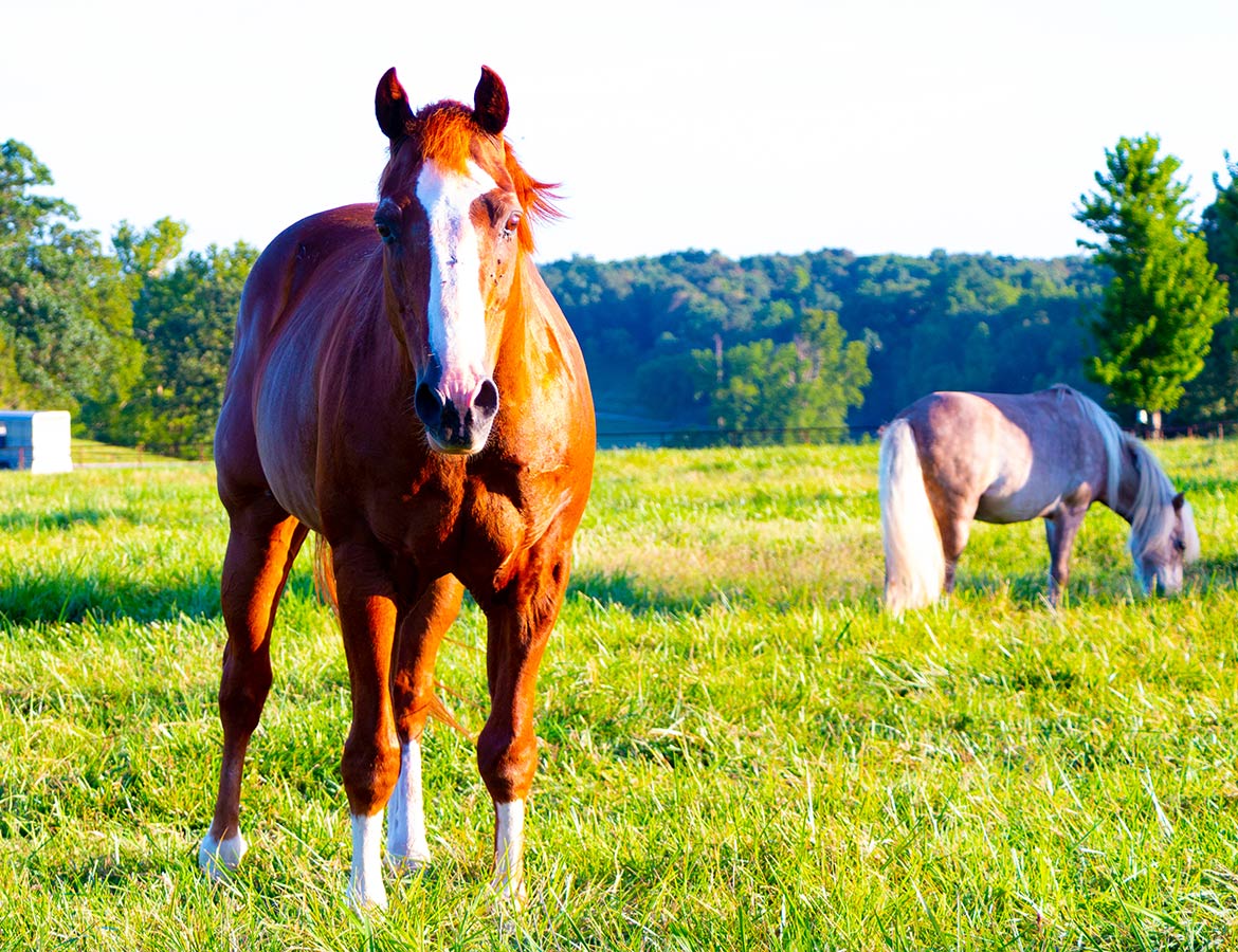 Horses in a field