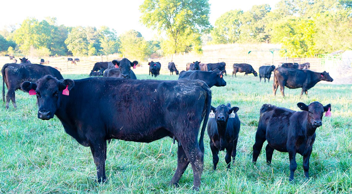 Cow with calves in field of cows